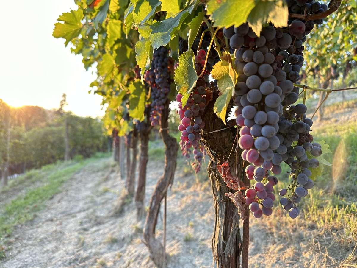 Florentine wines, from Chianti to Super Tuscans.