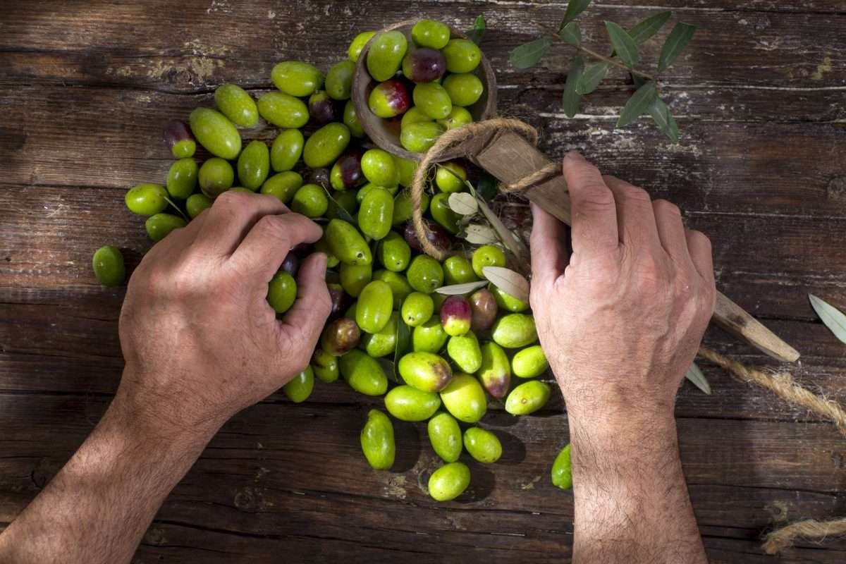 The rich history of olive oil in Florence.