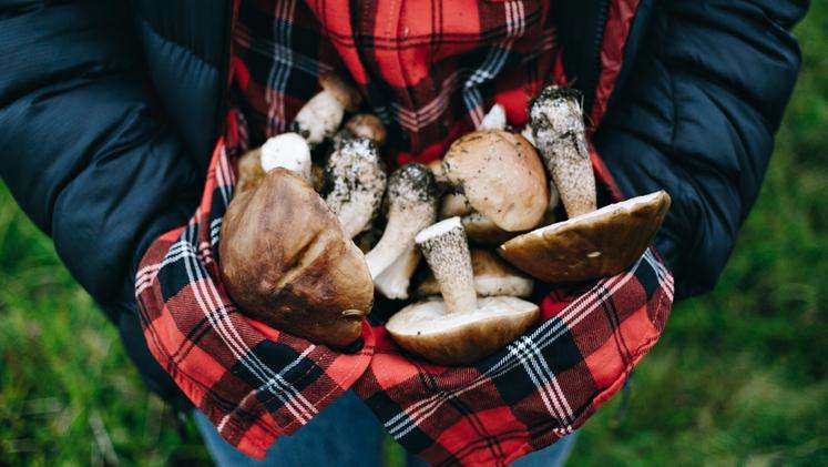 A mushroom hunter with a load of mushrooms symbolizes autumn in the Tuscan countryside.