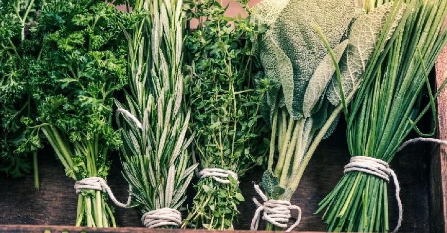 Tuscan Edible Flowers, Wild Herbs, and Aromatic Plants You Can Gather in the Warm Season around the region